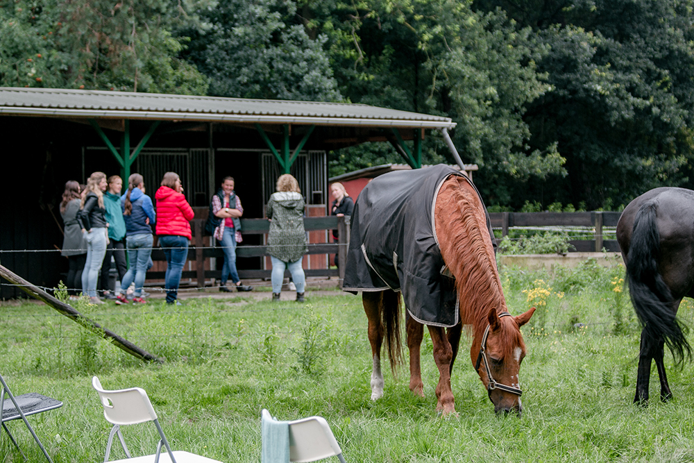 paardenbeleving_afbeelding